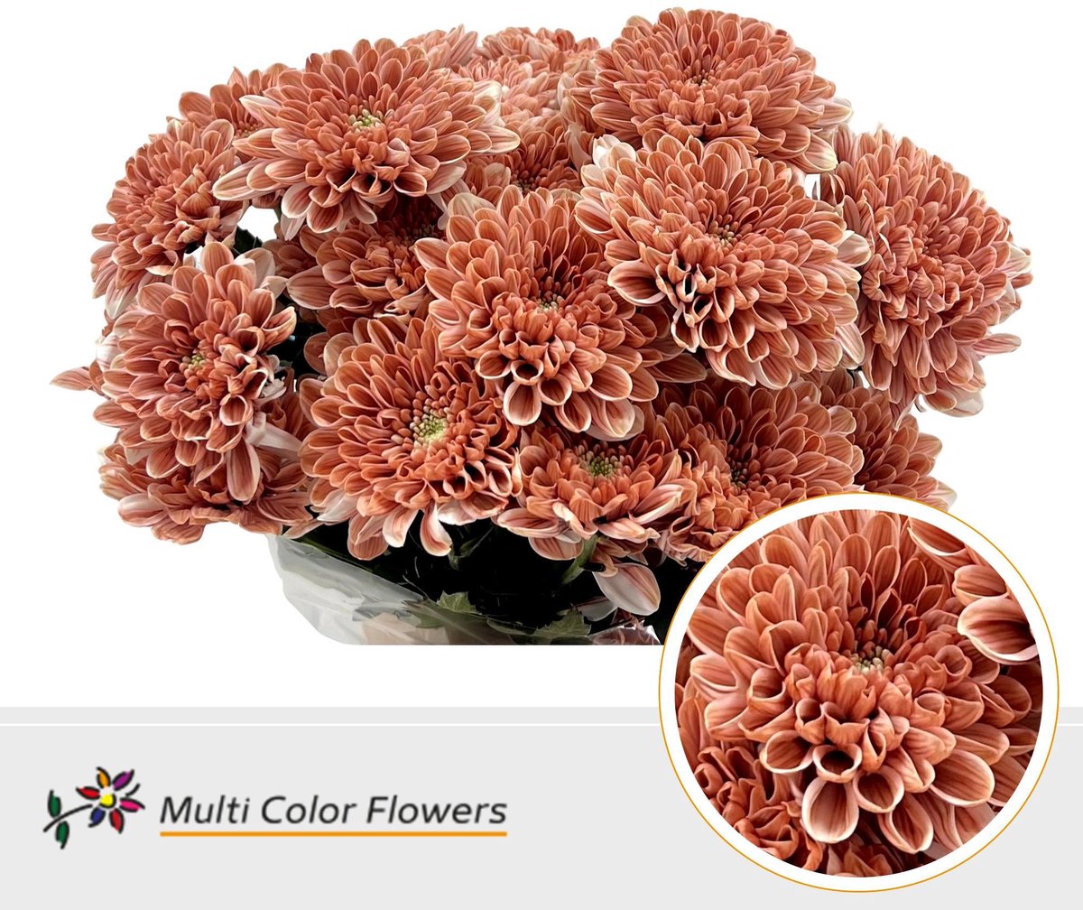10x Chrysant overig 60cm