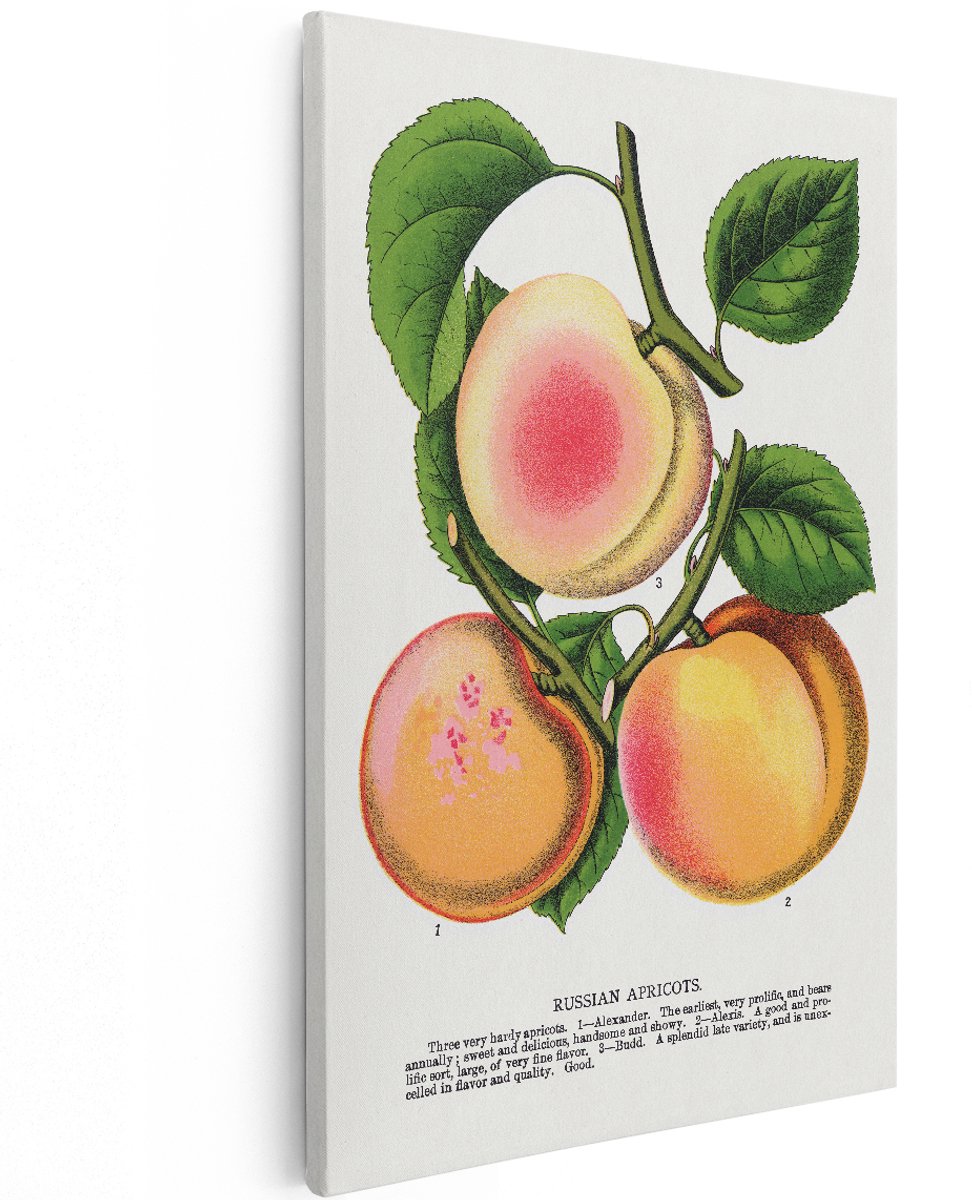 Artaza Canvas Schilderij Abrikozen - 120x180 cm - Groot - Wanddecoratie Vintage Fruit - Muurdecoratie Botanisch - Decoratie Keuken