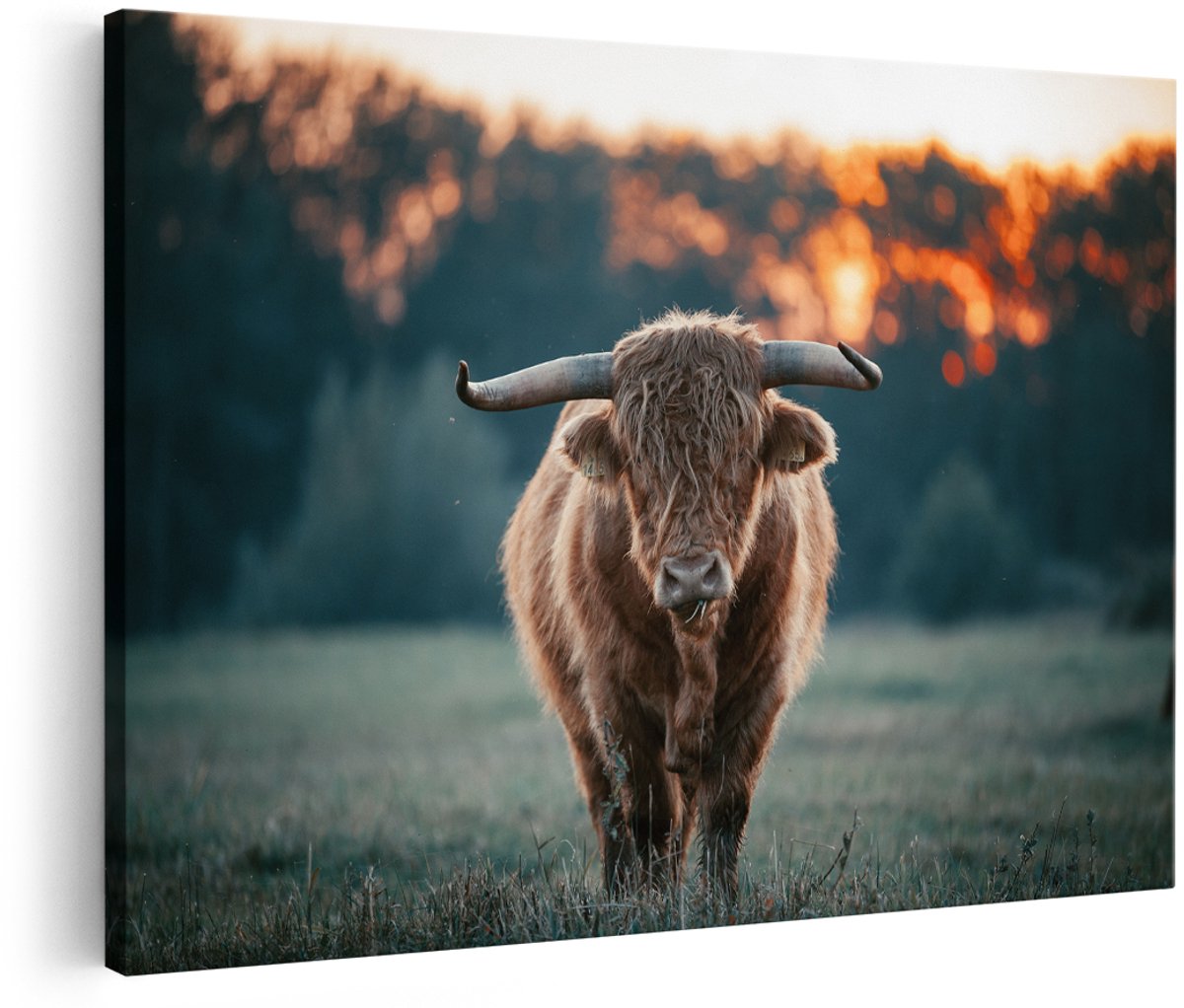 Artaza Canvas Schilderij Schotse Hooglander in het Veld bij Zonsondergang - 180x120 cm - Groot - Foto Op Canvas - Wanddecoratie