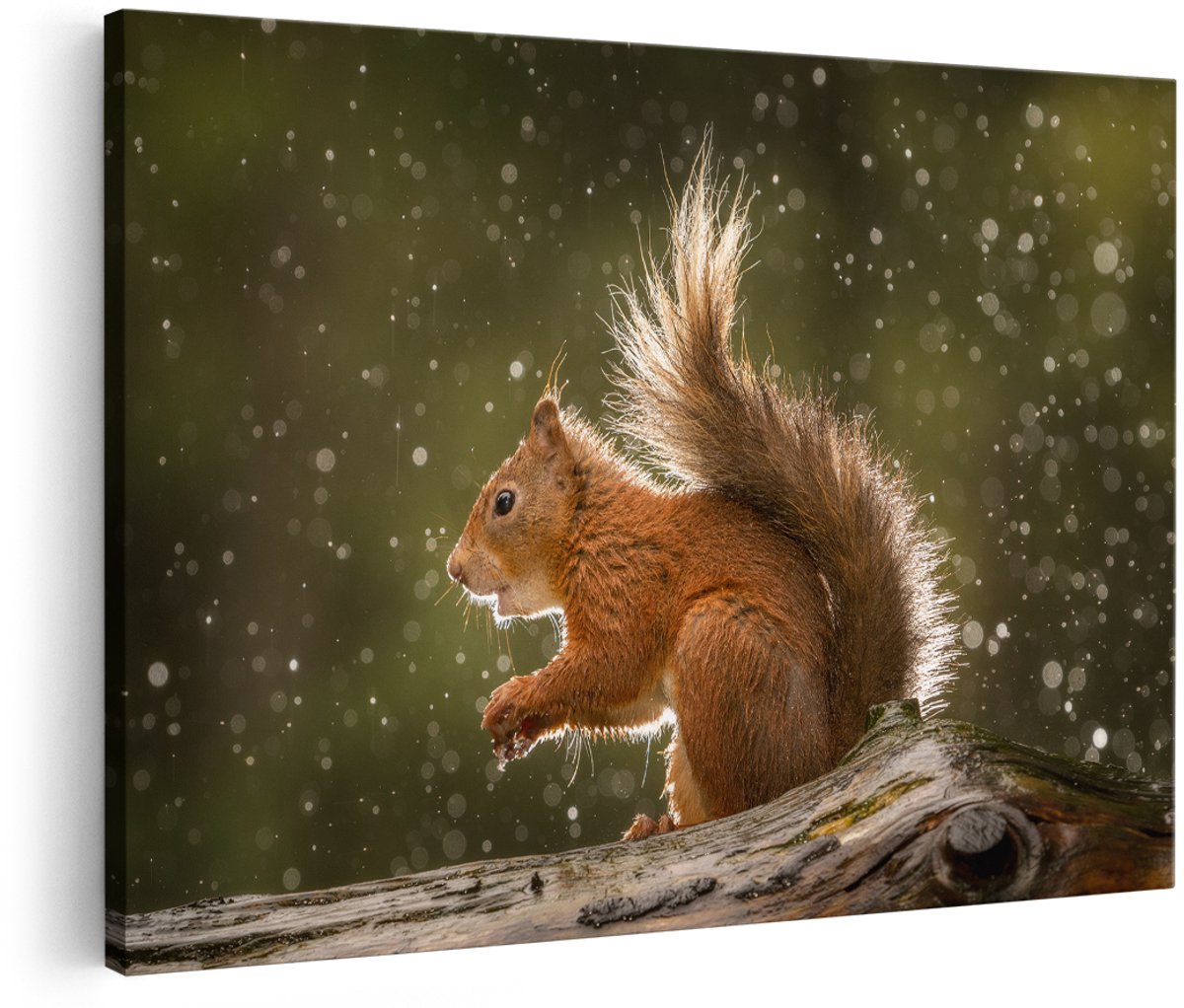 Artaza Canvas Schilderij Eekhoorn in de Regen - 180x120 cm - Groot - Foto Op Canvas - Wanddecoratie Woonkamer