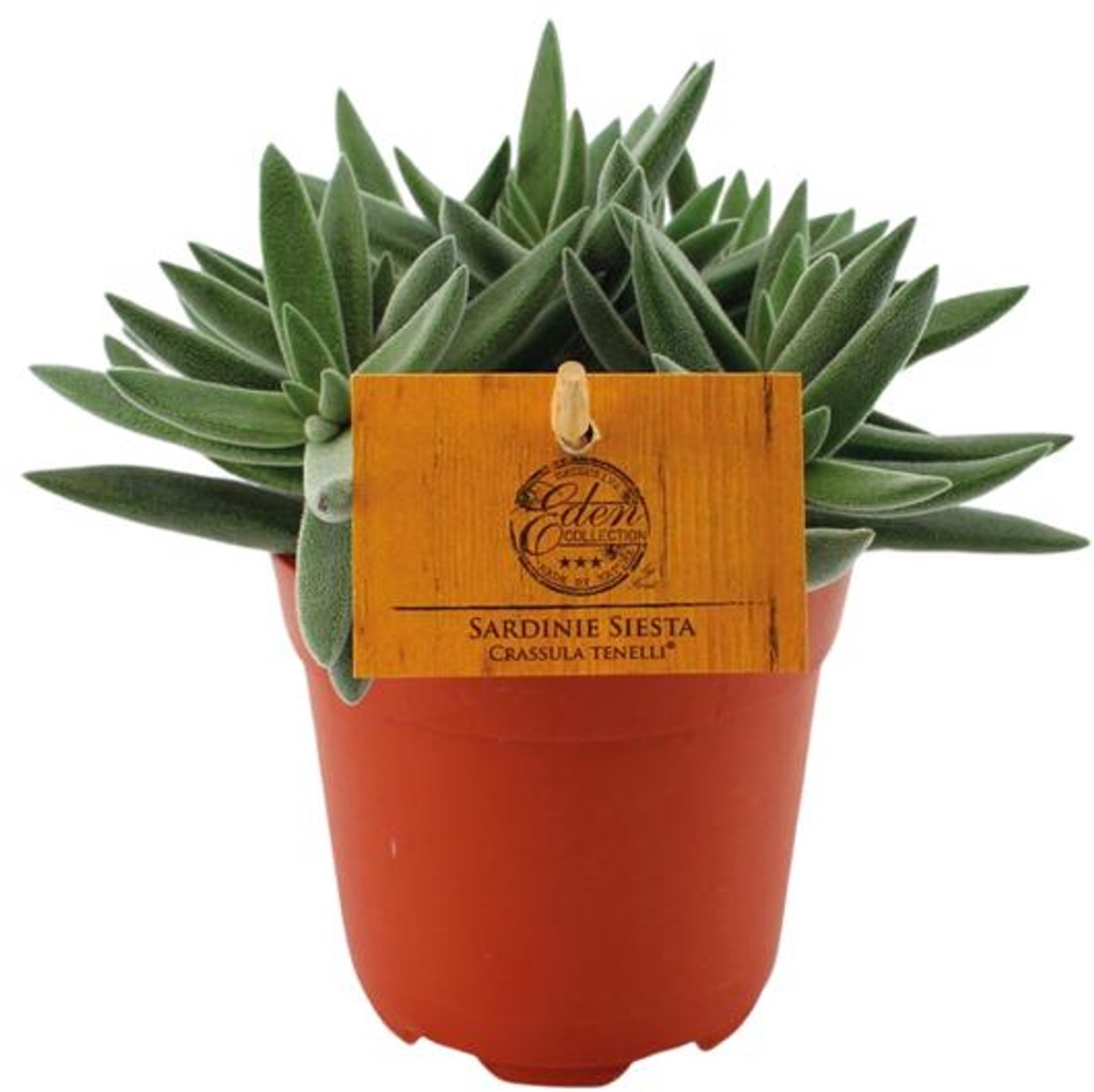 Crassula Tenelli - Ø11cm - 15cm