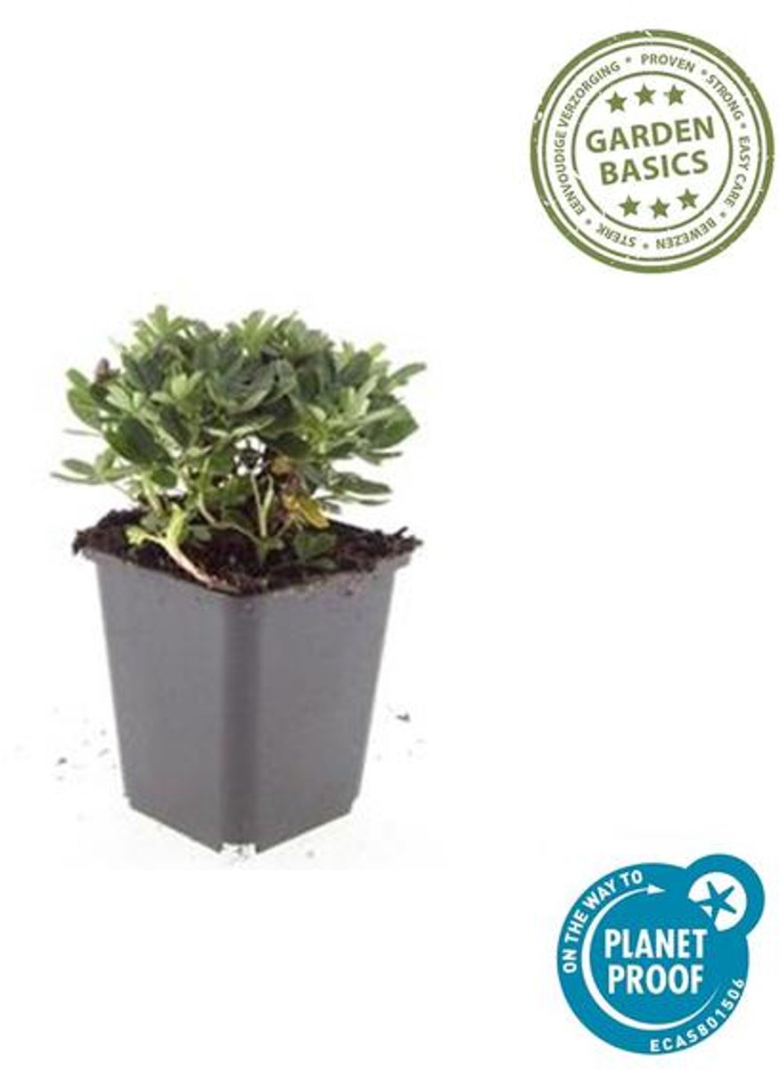 48x Potentilla tridentata 'Nuuk' - 10-25cm - Ø9cm