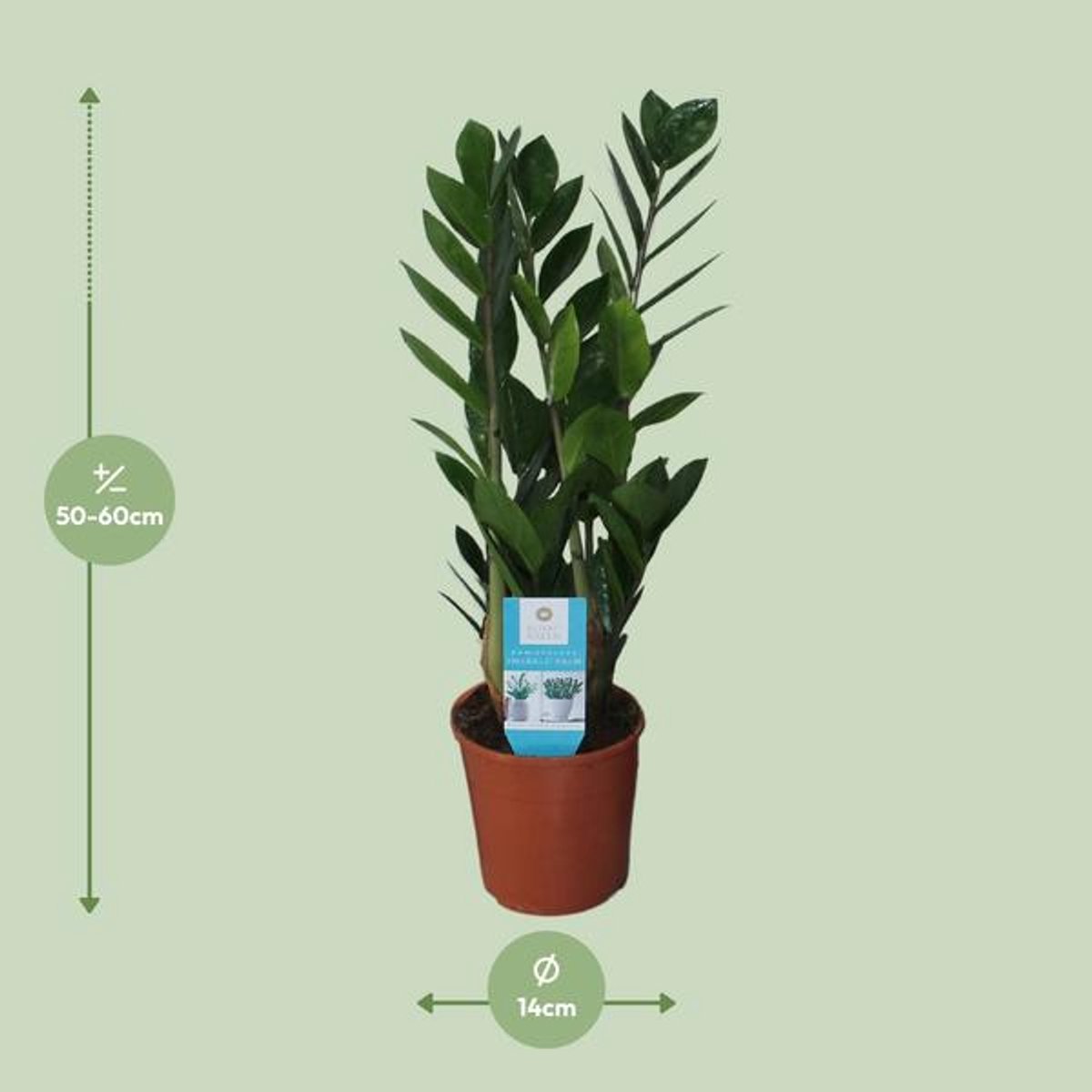 Zamioculcas Zamiifolia (ZZ-plant) - Ø14cm - 55cm