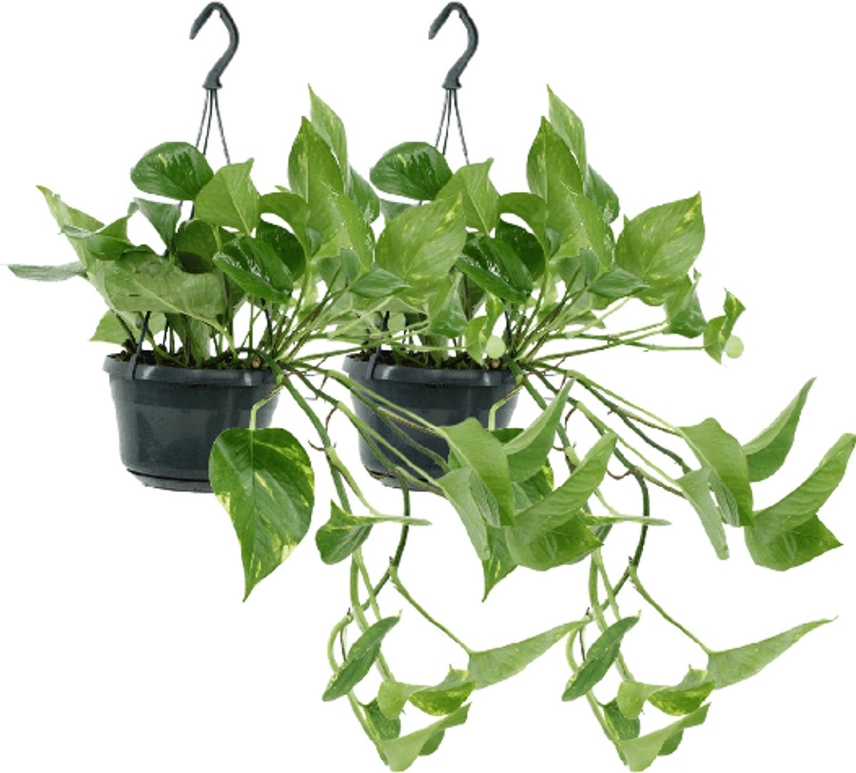 2x Epipremnum Aureum - Scindapsus - 25cm - ø15