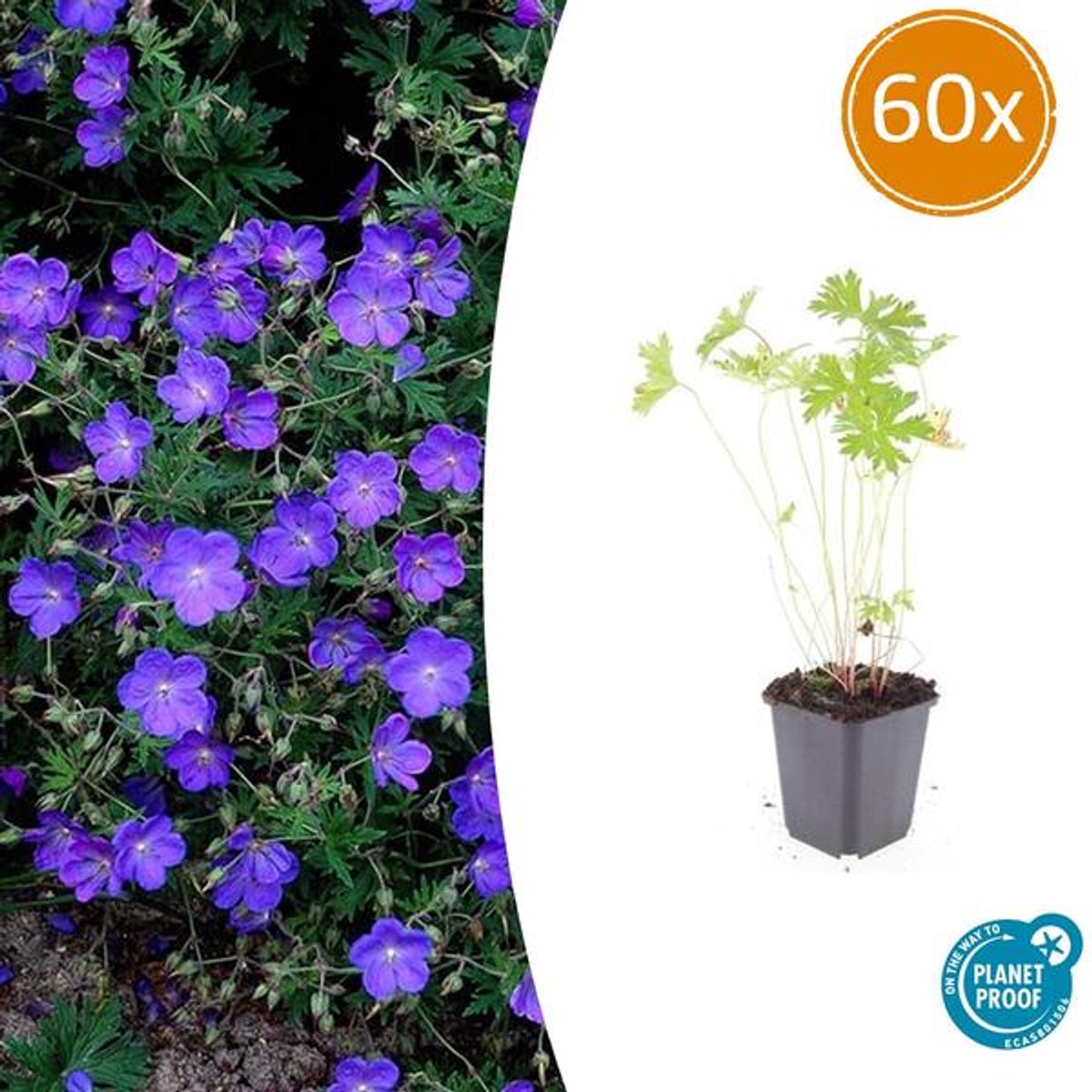 60x Geranium 'Johnson's Blue' - 10-25cm - Ø9cm