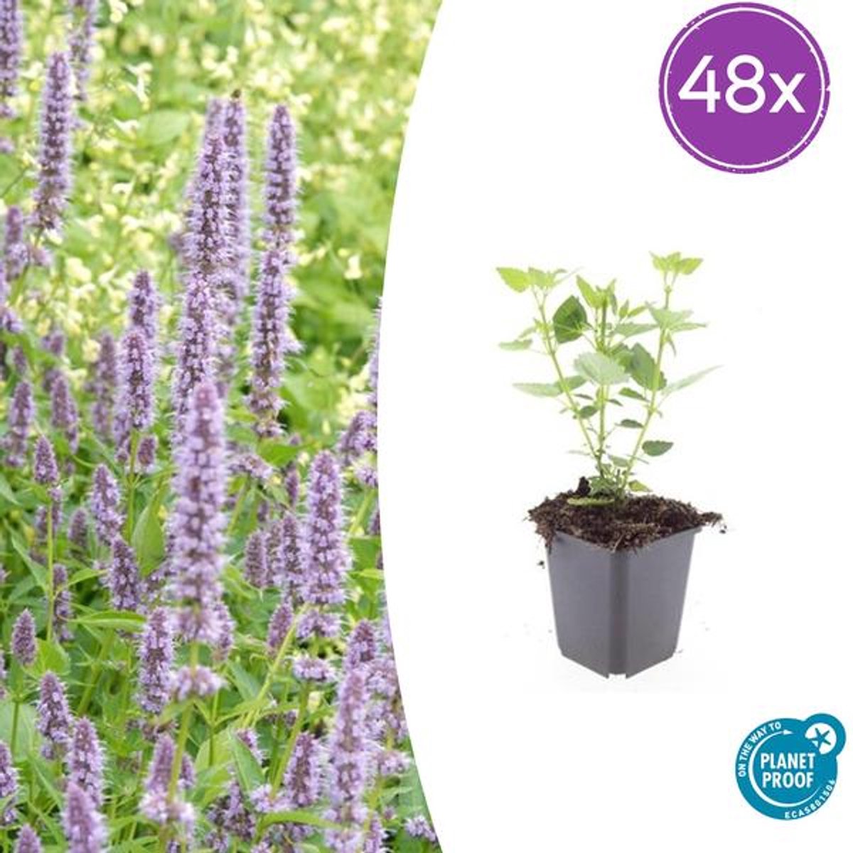 48x Agastache 'Blue Fortune' - 10-25cm - Ø9cm