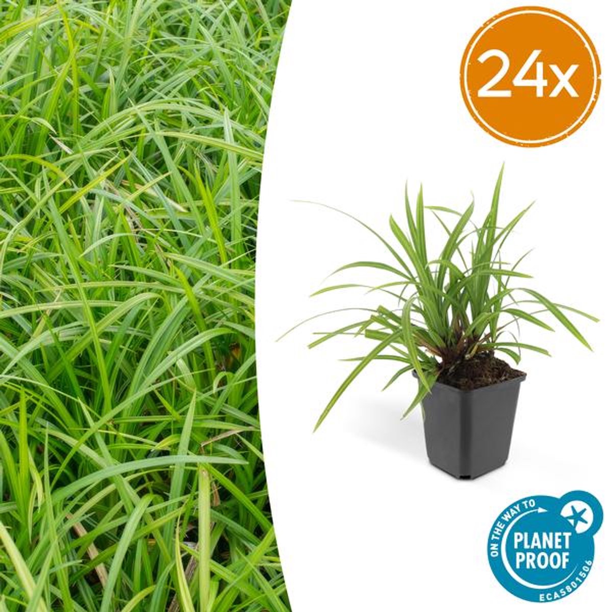 24x Carex morrowii 'Irish Green' - 10-25cm - Ø9cm
