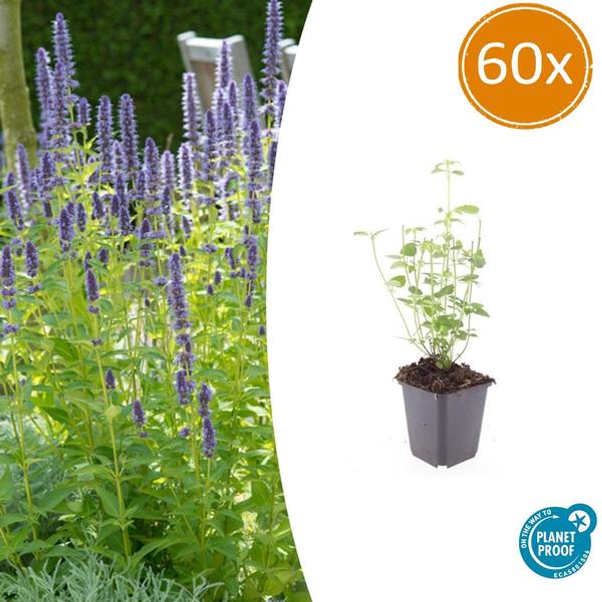 60x Agastache 'Black Adder' - 10-25cm - Ø9cm
