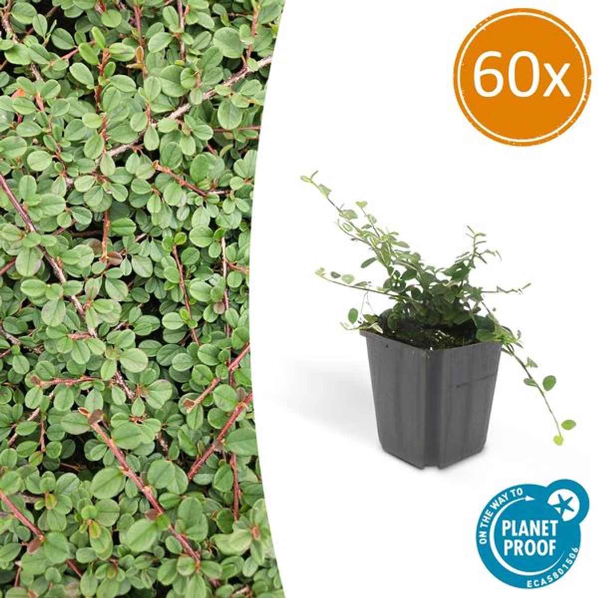 60x Cotoneaster pr. 'Queen of Carpets' - 10-25cm - Ø9cm