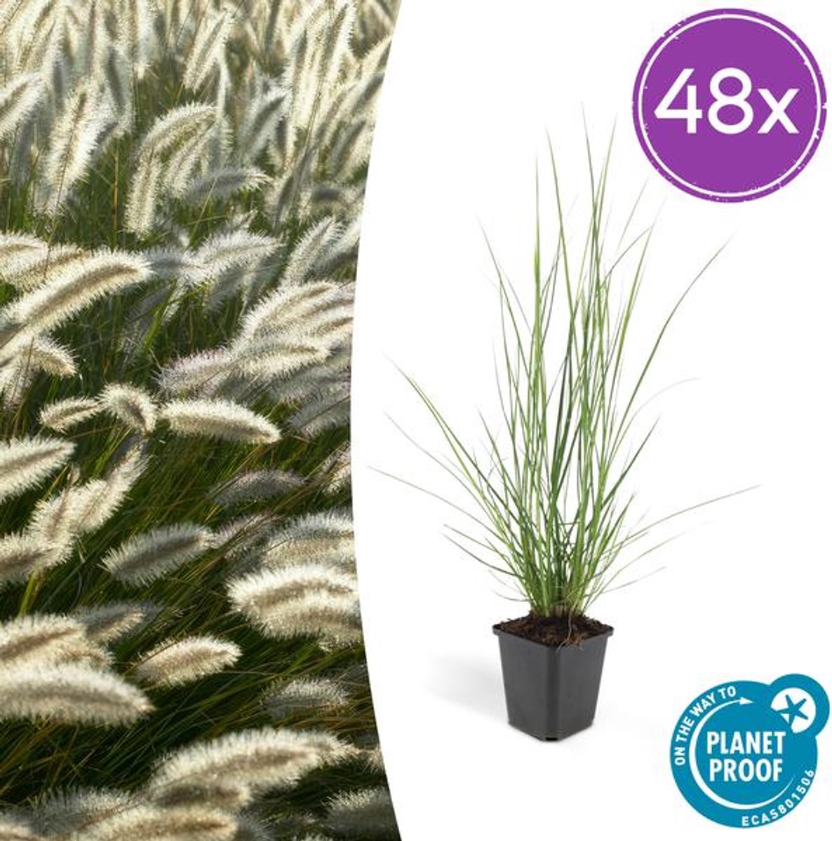48x Pennisetum alopecuroides 'Hameln' - 10-25cm - Ø9cm
