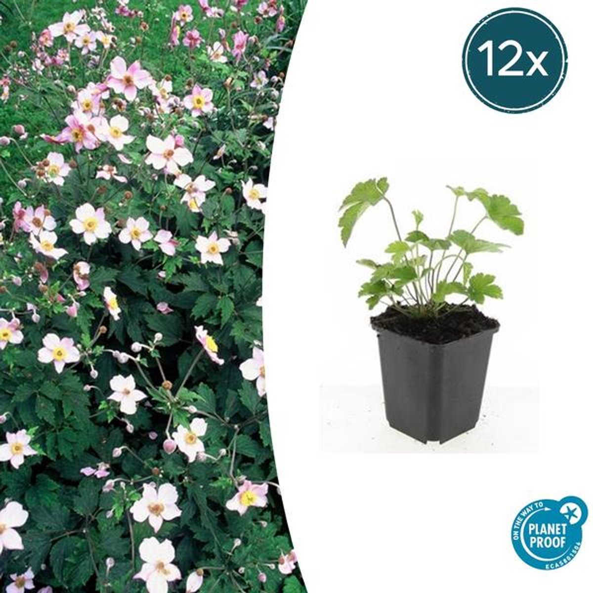 12x Anemone tom. 'Robustissima' - 10-25cm - Ø9cm