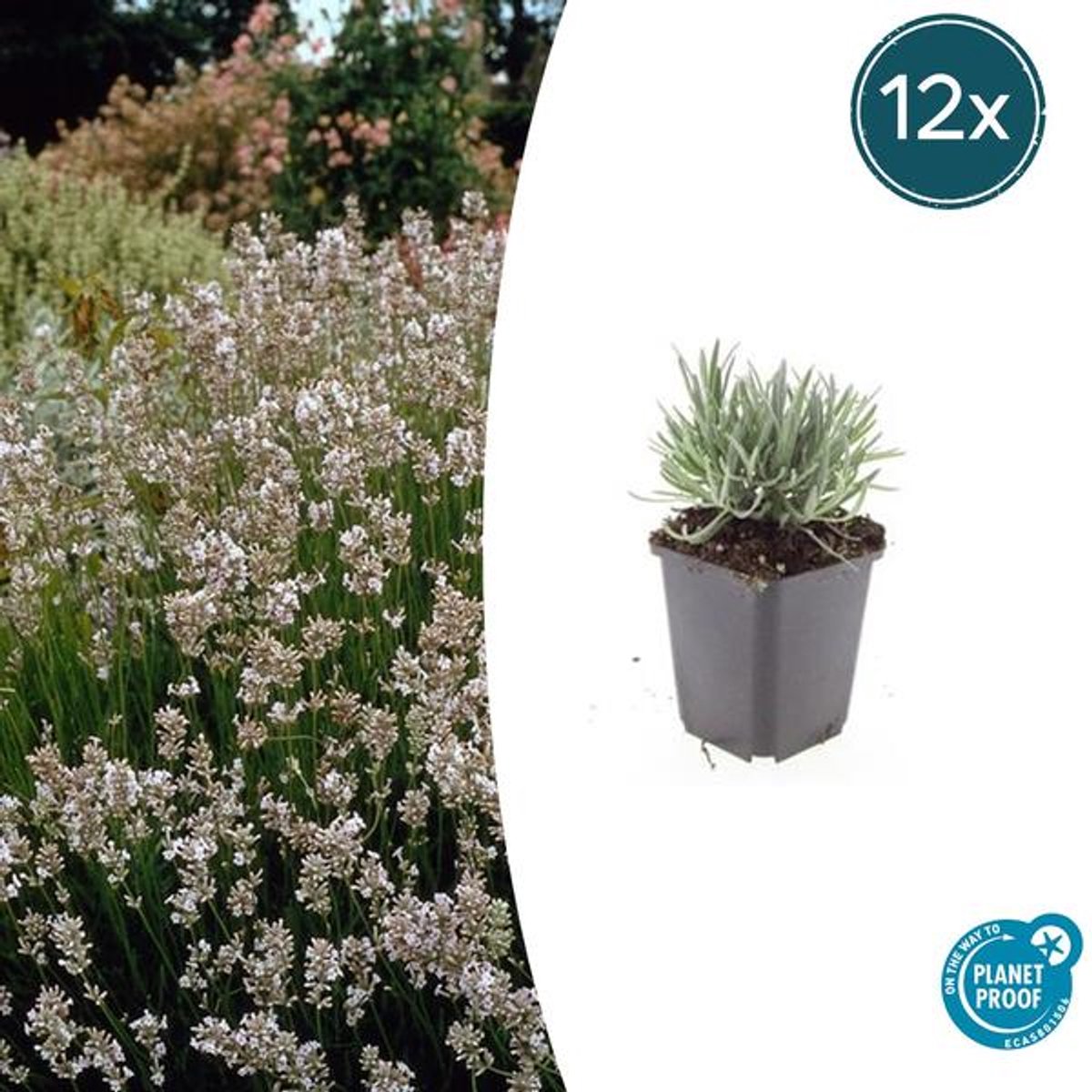 12x Lavandula int. 'Edelweiss' - 10-25cm - Ø9cm