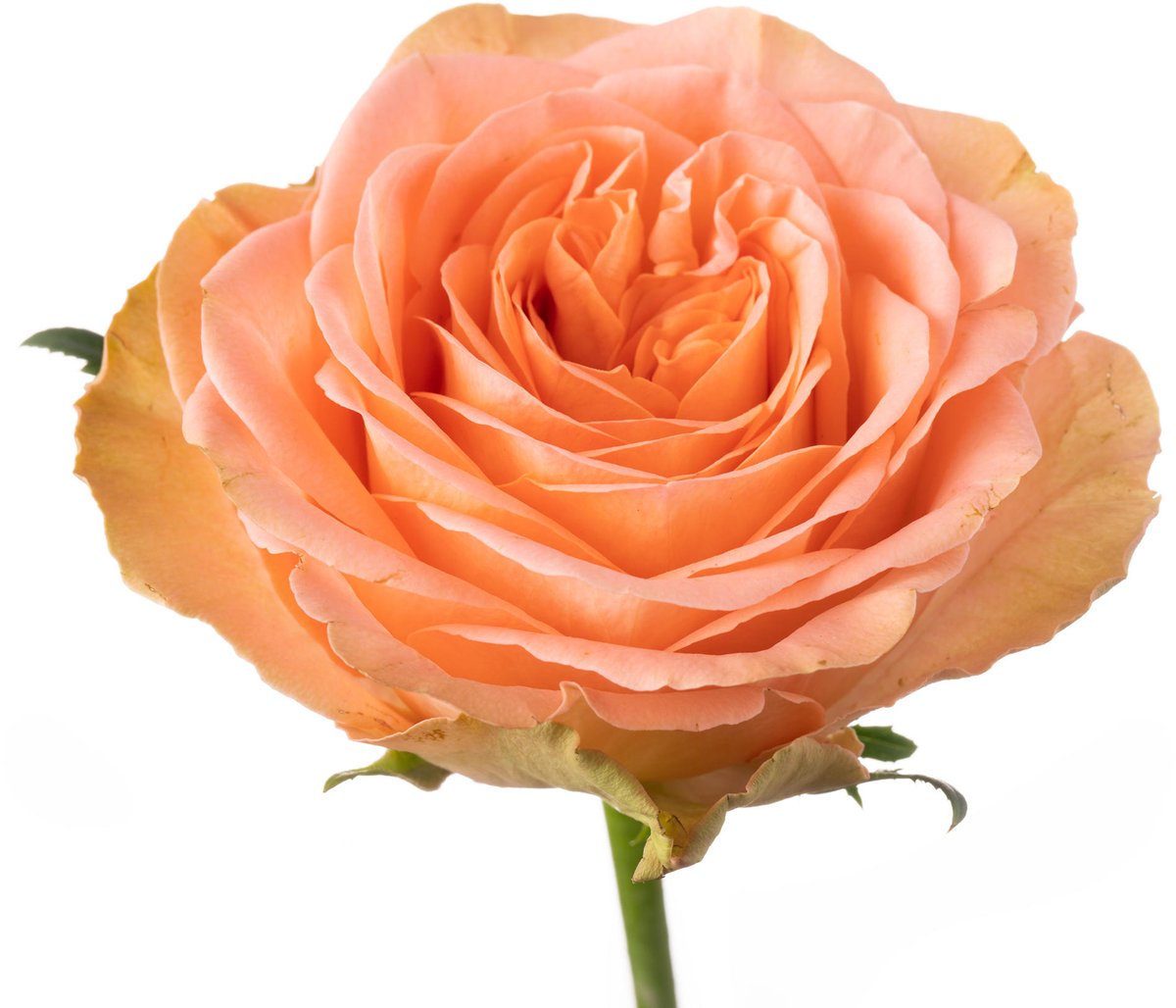 10x Rosa country spirit home 50cm