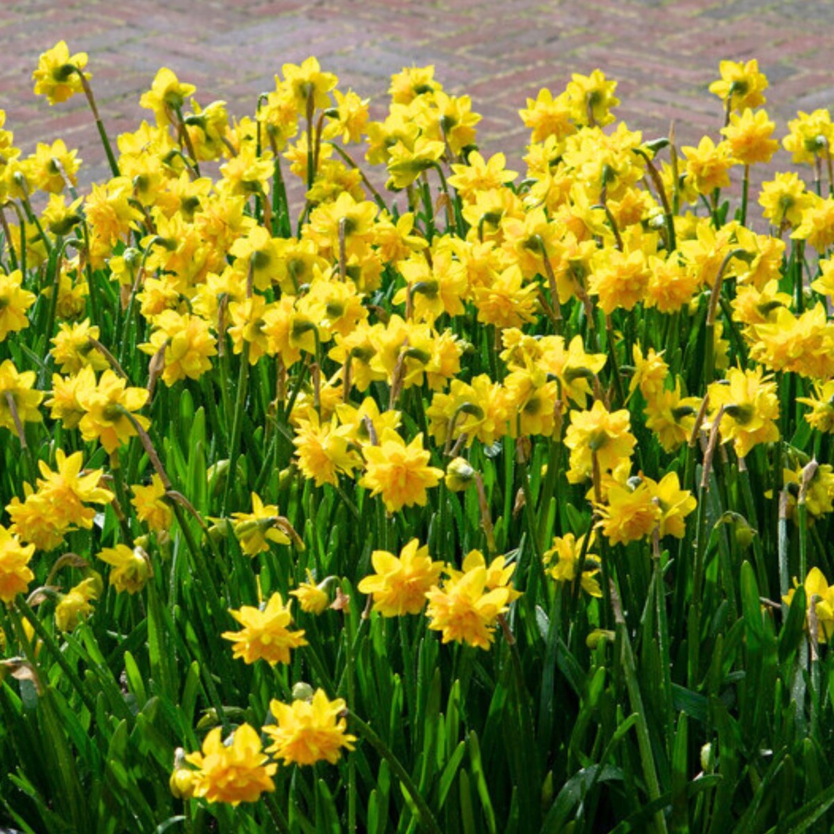 Narcis Tête Bouclé - Narcissus - Snijbloemen - Voorjaarsbollen - bloeit in Maart / April