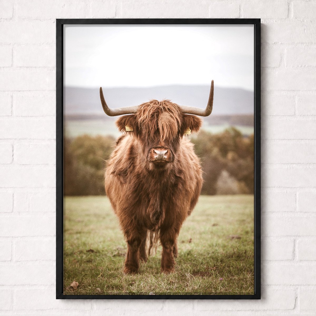 Schotse Hooglander in de Weide Poster - Nature Animals Collection - Natuur Posters - A1+ 61 x 91,5 cm