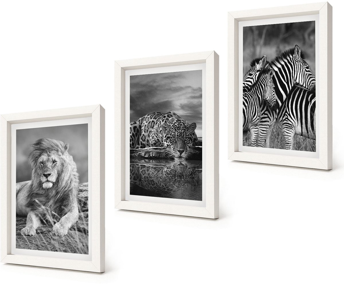 Coloray 3-Delige Schilderij Set - Wilde dieren van de savanne: leeuw, jaguar en zebra. - 20x30 - Stijlvolle Muurdecoratie - Kantoor - Moderne Wanddecoratie