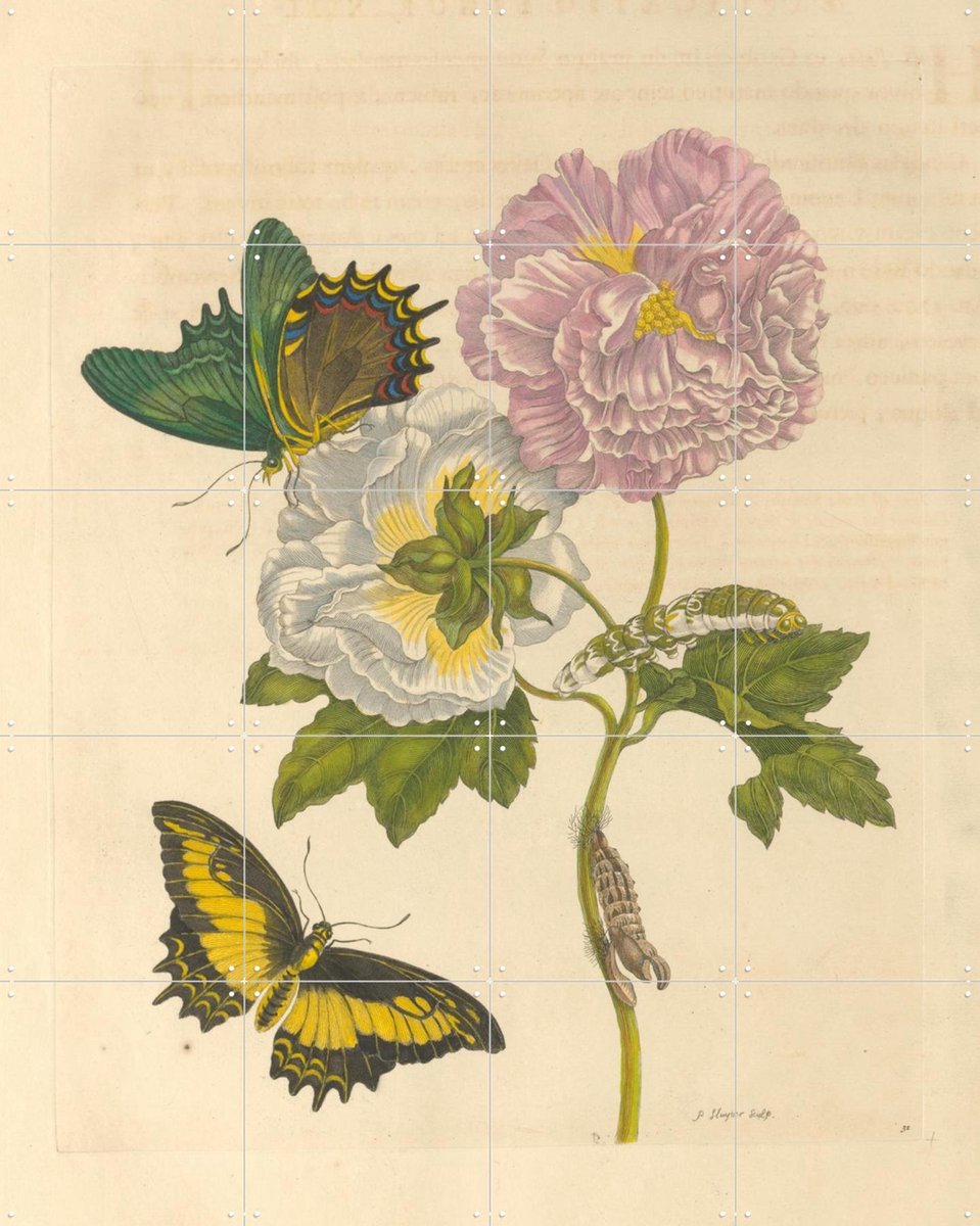 IXXI Insects Of Surinam, Rijksmuseum - 80 x 100 cm - Gratis ophangtool - Grote wanddecoratie en posters - Realisme, Vintage, Naturalisme, Kleurrijk