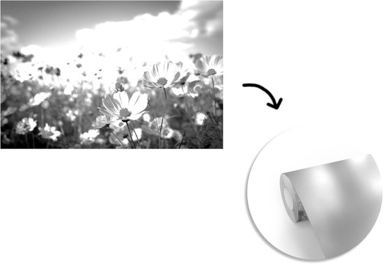 Papier Peint - Papier Papier peint photo Fleurs - Marguerite - Zwart - Wit - Largeur 420 cm x Hauteur 280 cm