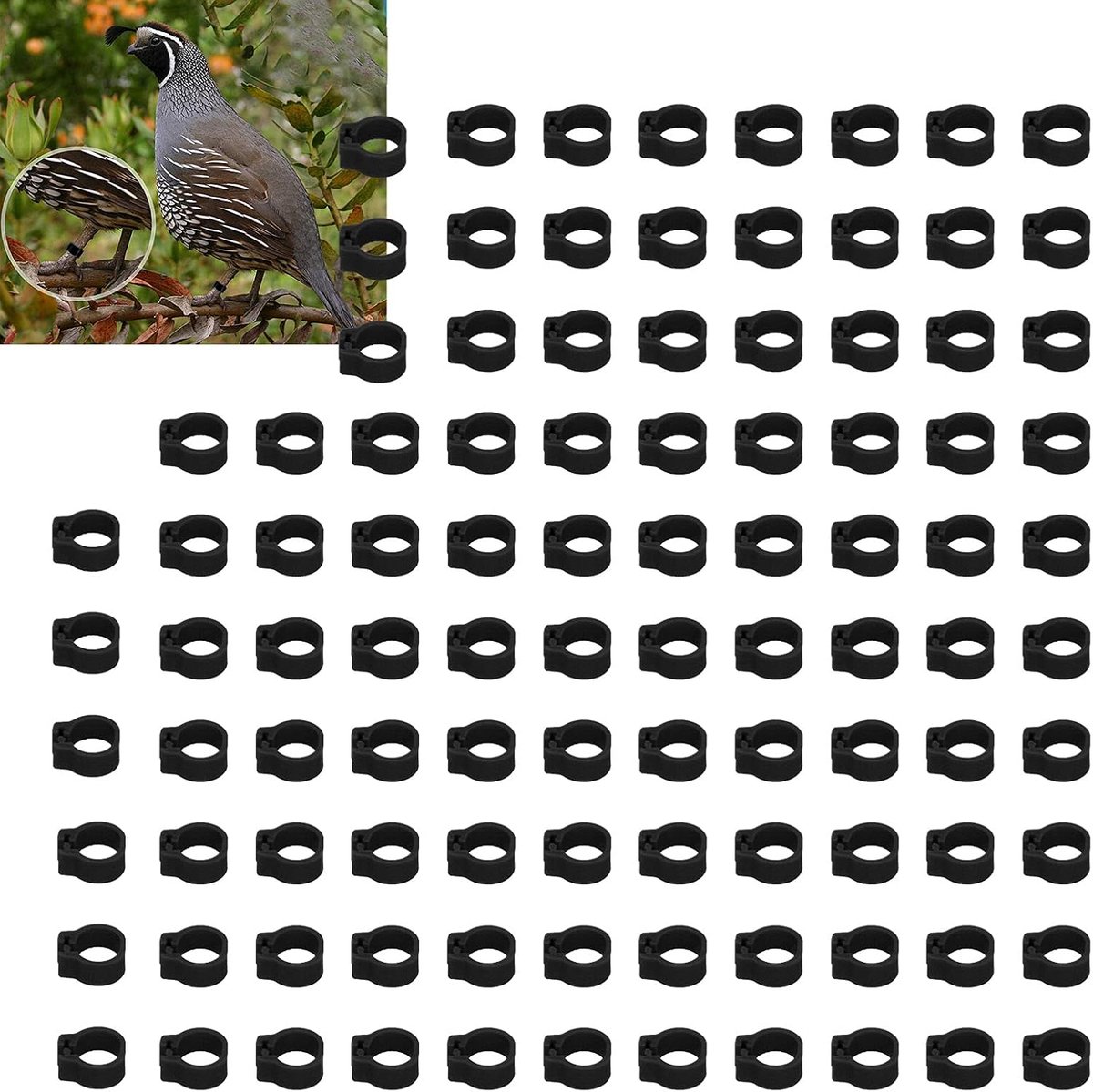 Ringen, identificeerbare racevogelbeenbanden, beenringen voor duiven en duiven, essentiële benodigdheden (zwart)
