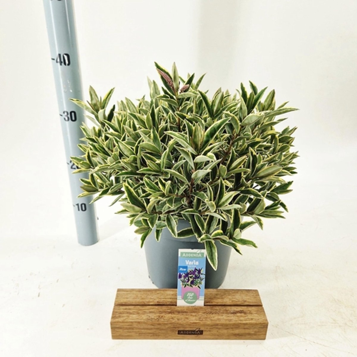 Hebe Donna® Varia Wild Blue (Addenda) - Struikveronica | 30-40 cm in pot 5 liter