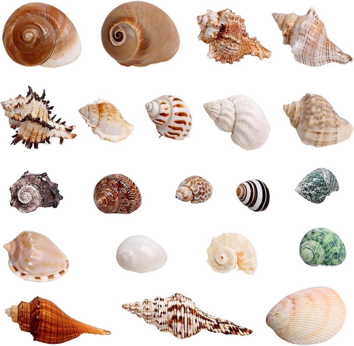 21 stuks schelpdecoratie, schelpen, decoratie voor aquarium, voor het maken van sieraden, knutselen, vaas, vulling, strand, thema, feest, bruiloft, handwerk