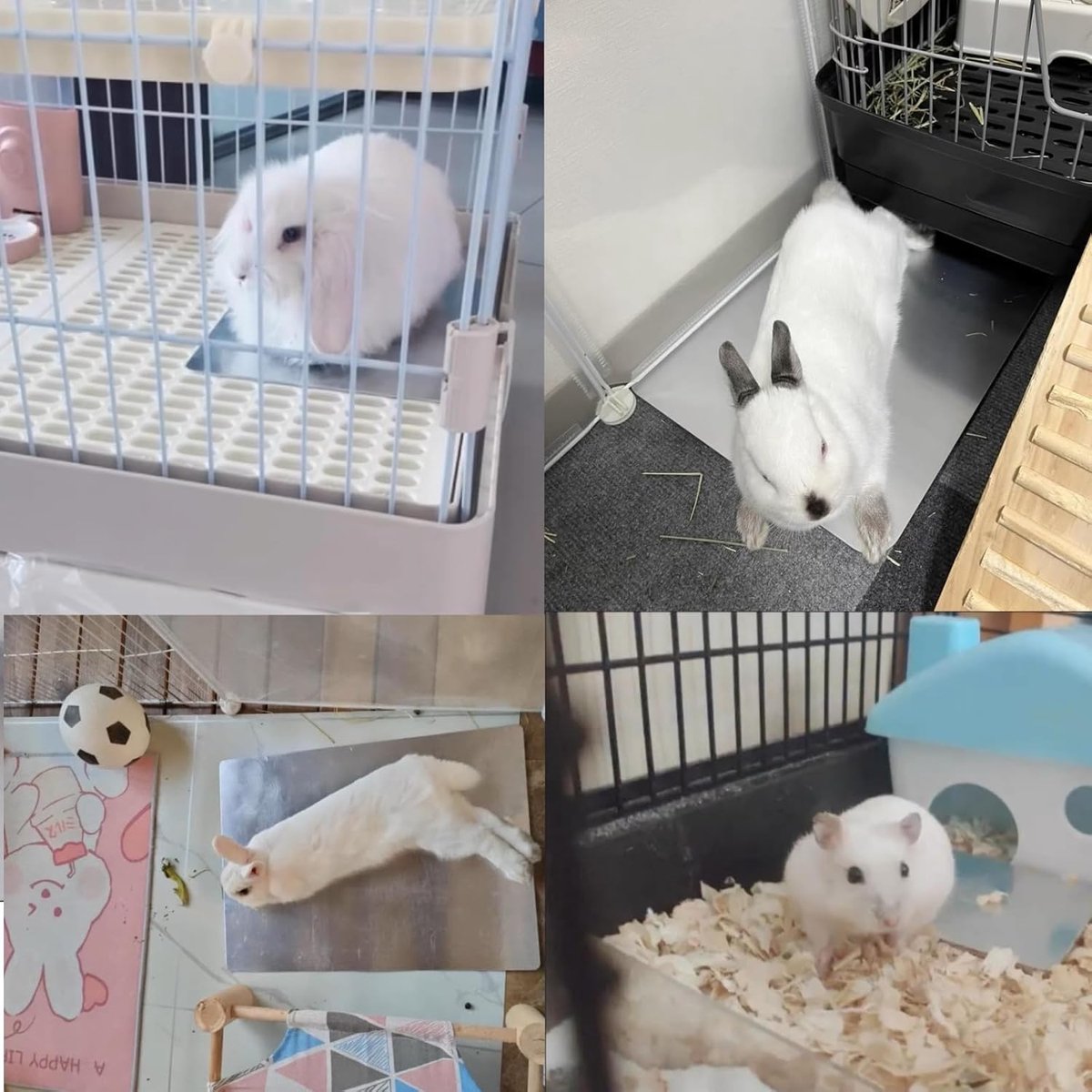 Koelkussen voor konijnen, hamster, koelkussen voor huisdieren, koelplaat van aluminiumlegering, koelen van huisdieren voor cavia's, hamsters, konijnen enz. (120 × 80 mm)