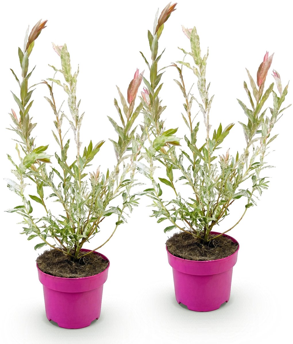Green boutiQ - 2x Salix Flamingo - Flamingo-wilg - Bont Roze - Boom - Ø17cm - 40-50cm