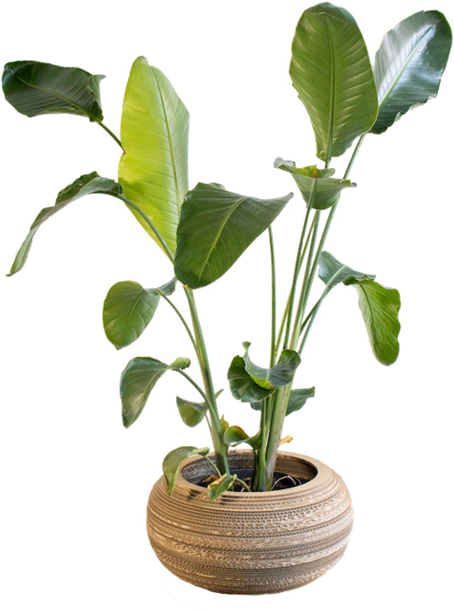 Kartonnen plantenpot monstera - Diameter 49 cm - Kartent