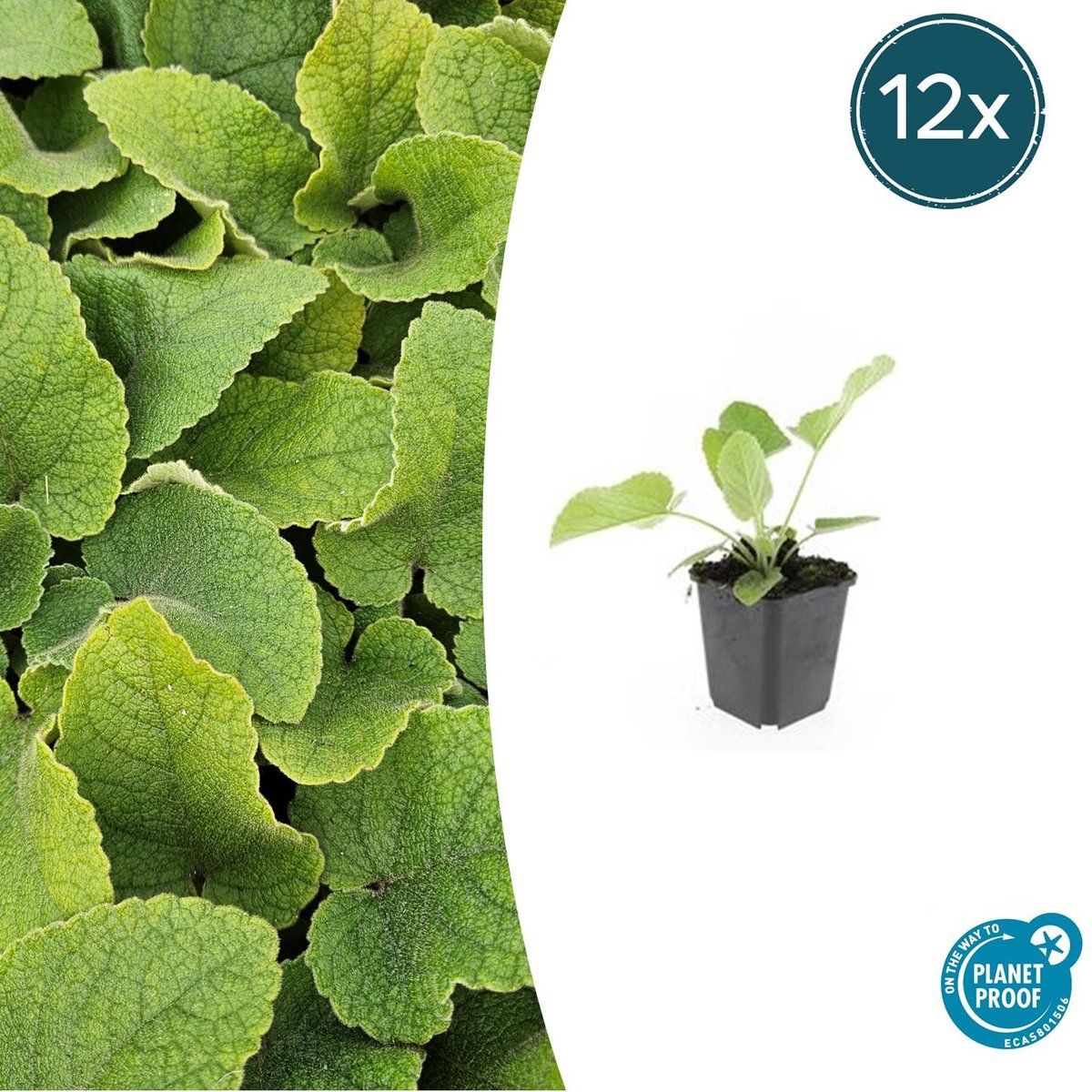 12x Phlomis russeliana - 10-25cm - Ø9cm