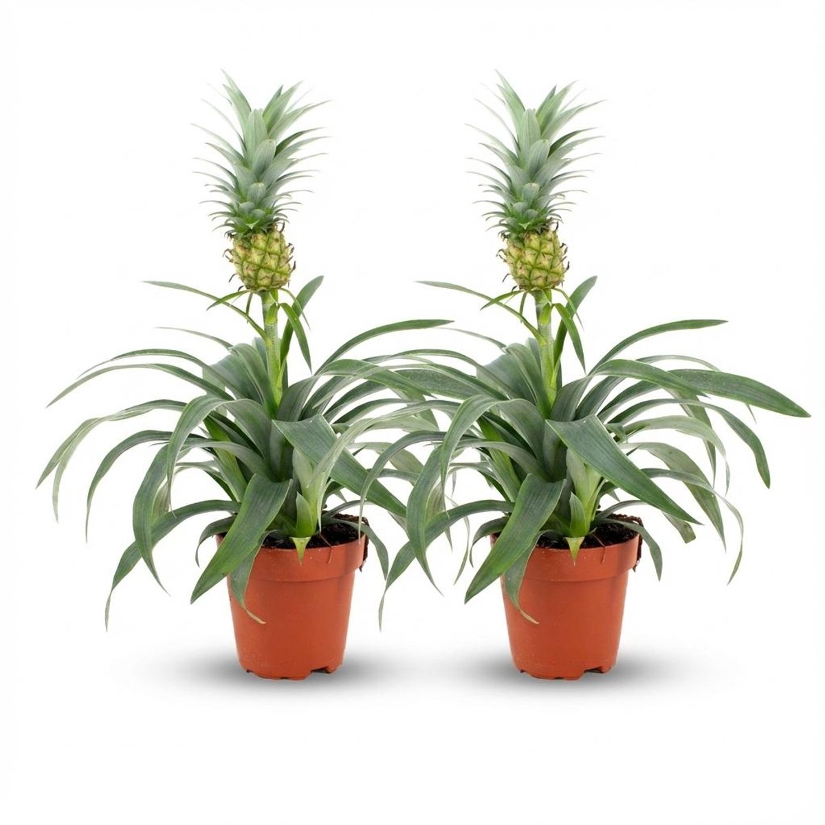 Ananasplant Mi Amigo - 2 Stuks - Ø 12 cm - Hoogte: 35 - 40 cm