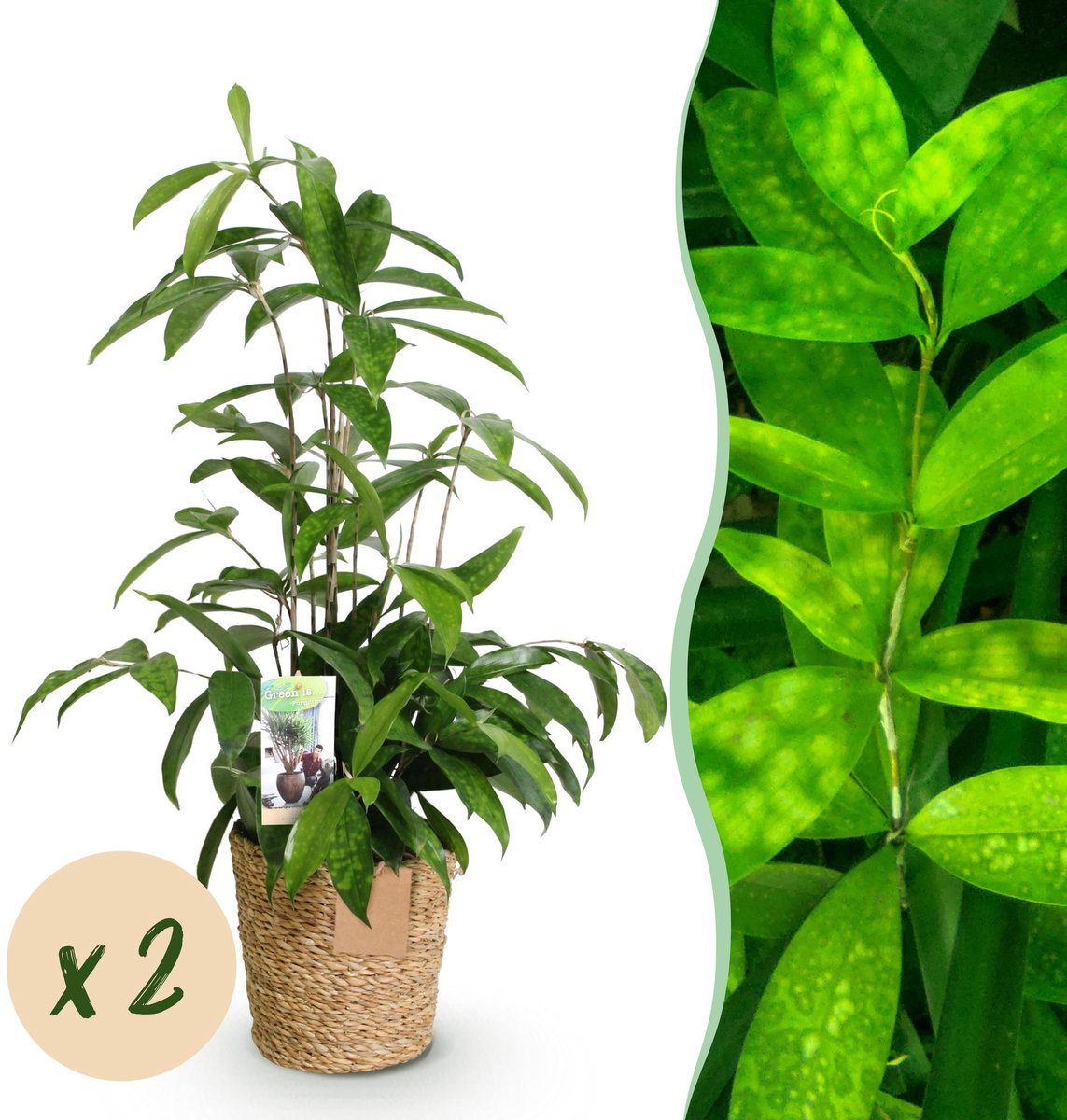 Green is... Kamerplanten - Dracaena surculosa - Drakenbloedboom - Weinig onderhoud - met mand - Groen - 2 Planten - Pot 17cm - Hoogte 60-70cm