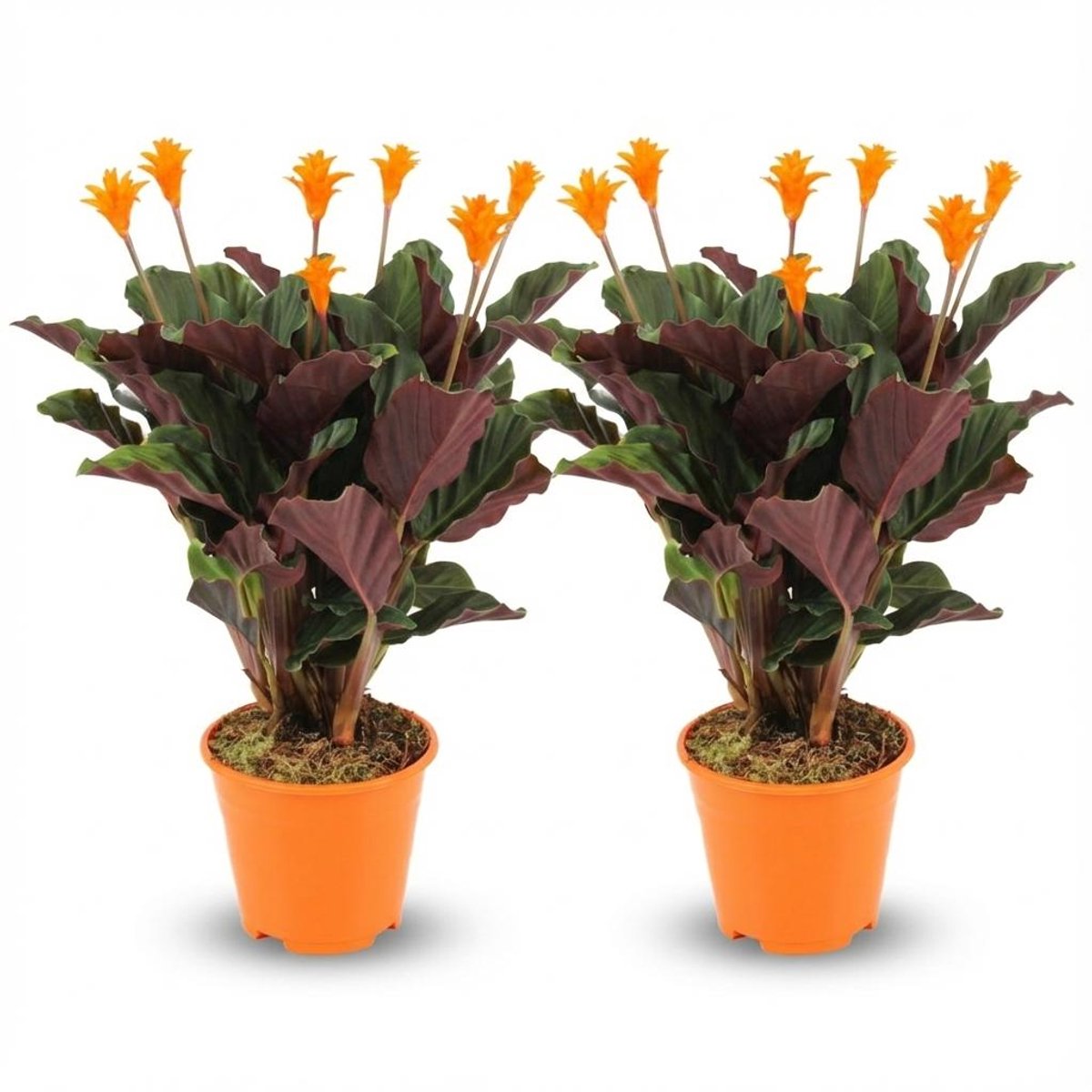 Calathea Crocata - 2 Stuks - Ø 14 cm - Hoogte: 40 - 45cm