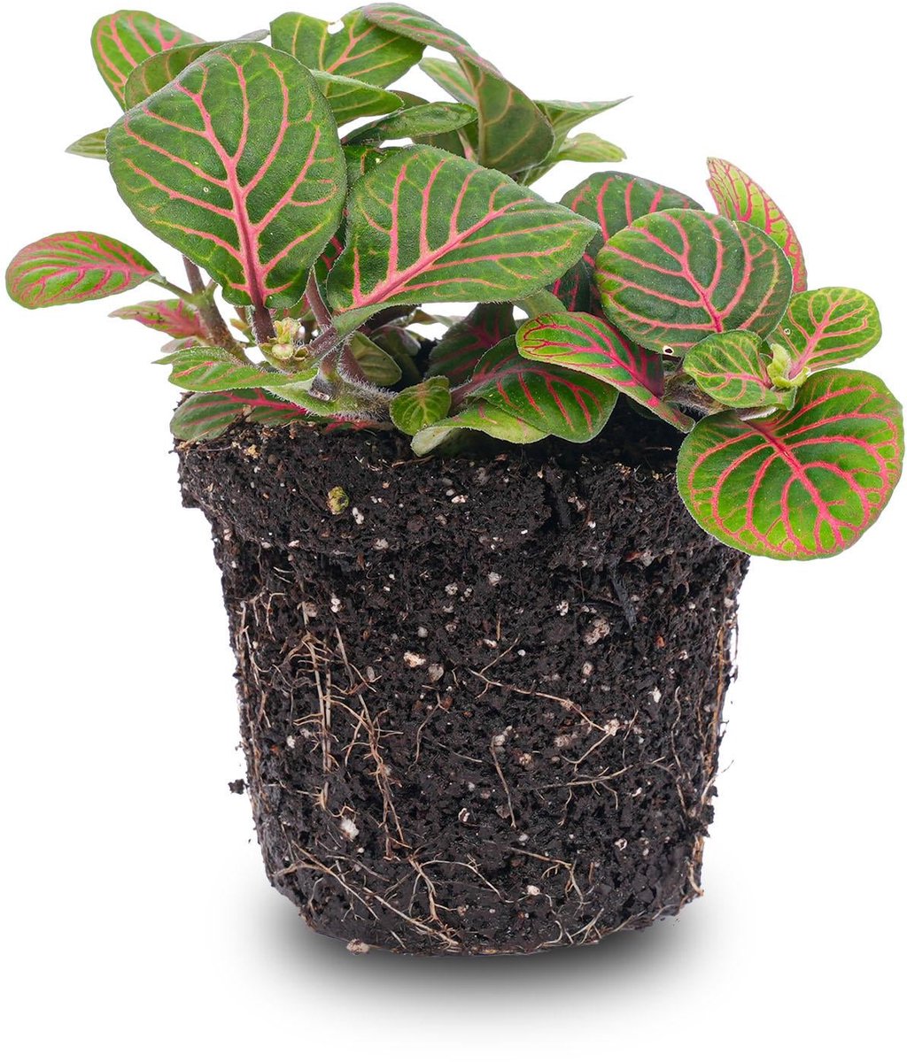 Fittonia Bubble Red - Red and green - Mosaic plant - potmaat 8