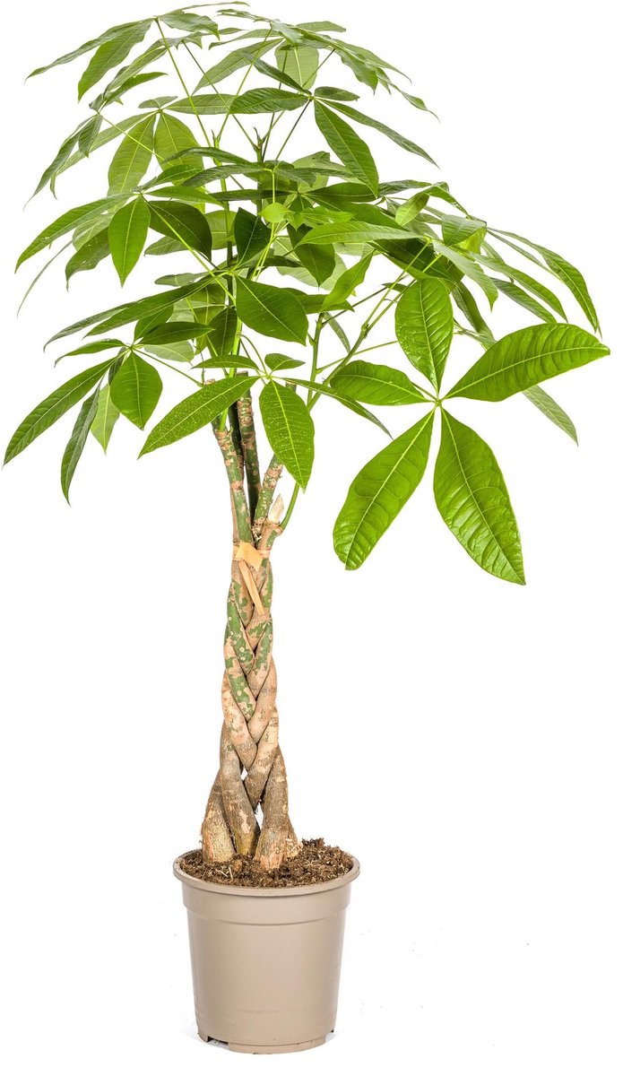 Pachira Aquatica Ø21cm - 90 - 110cm