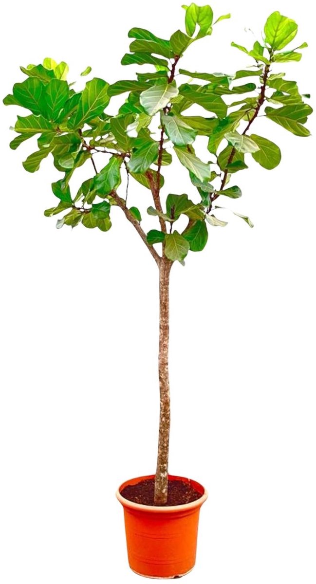 Ficus Lyrata boom XXXL - 270cm - ø45