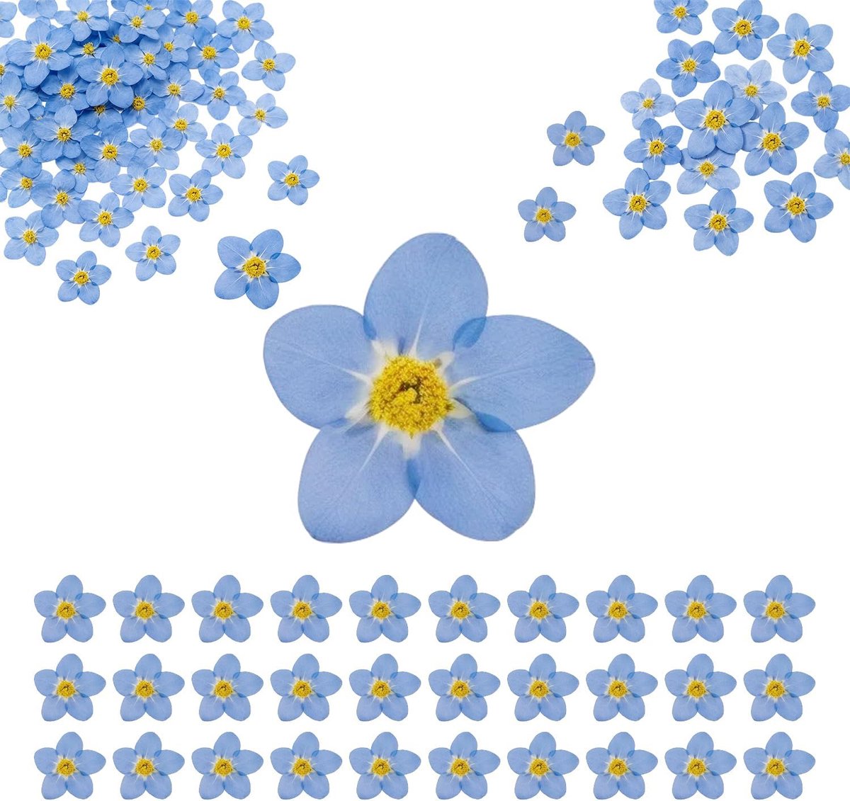 Gedroogde vergeet-mij-niet bloemen 60 stuks - geperste bloemen - delicate uitstraling - perfect voor harskunst - SnelShoppen