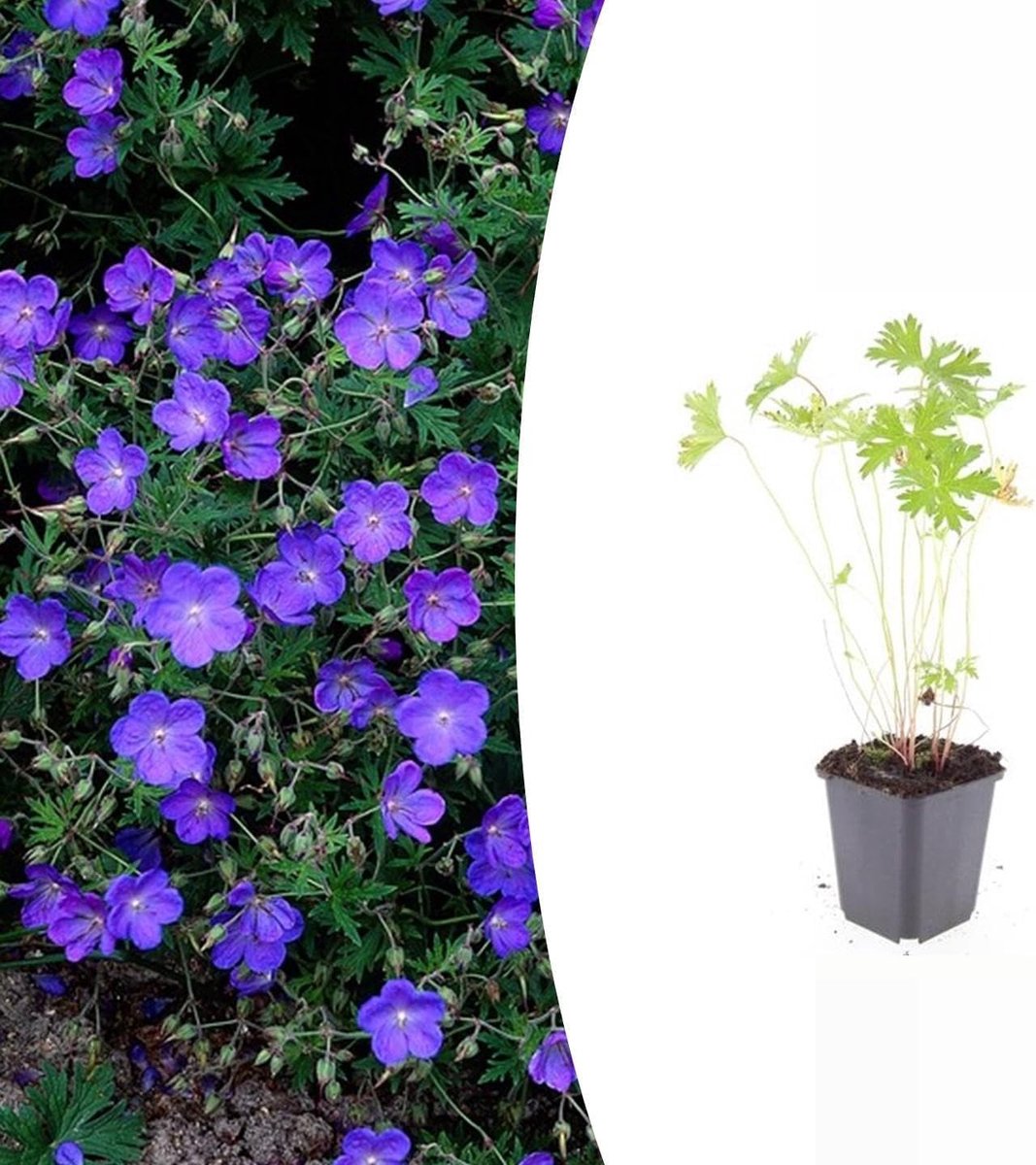 - Geranium 'Johnson’s Blue' - 24 stuks - Ooievaarsbek - Winterhard - Hoogte 10-30 cm - Potmaat Ø9cm