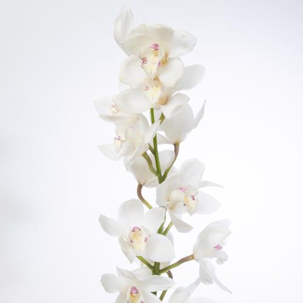 6x Cymb.tak early white 80cm
