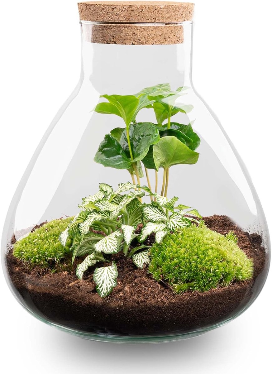 Terrarium planten 27 cm - Ecosysteem - Onderhoudsvriendelijk - Creëer een groene sfeer - SnelShoppen