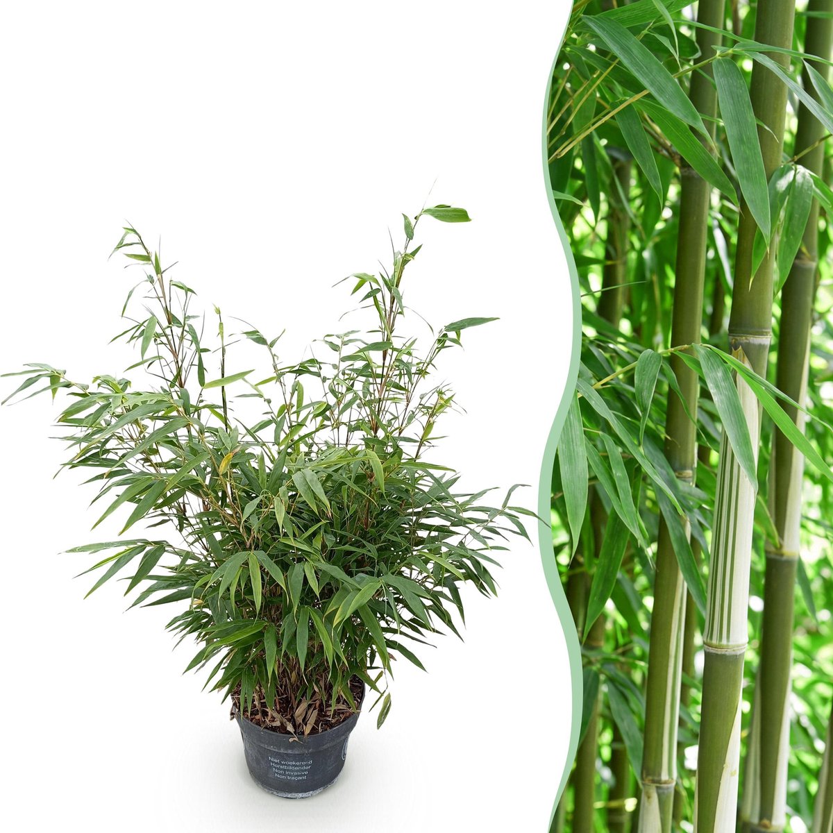 Plantenboetiek.nl | Fargesia robusta Pingwu - Niet Woekerende Bamboe - Bladhoudend - Groen - Ø23cm - 70-80cm hoog - Tuinplant