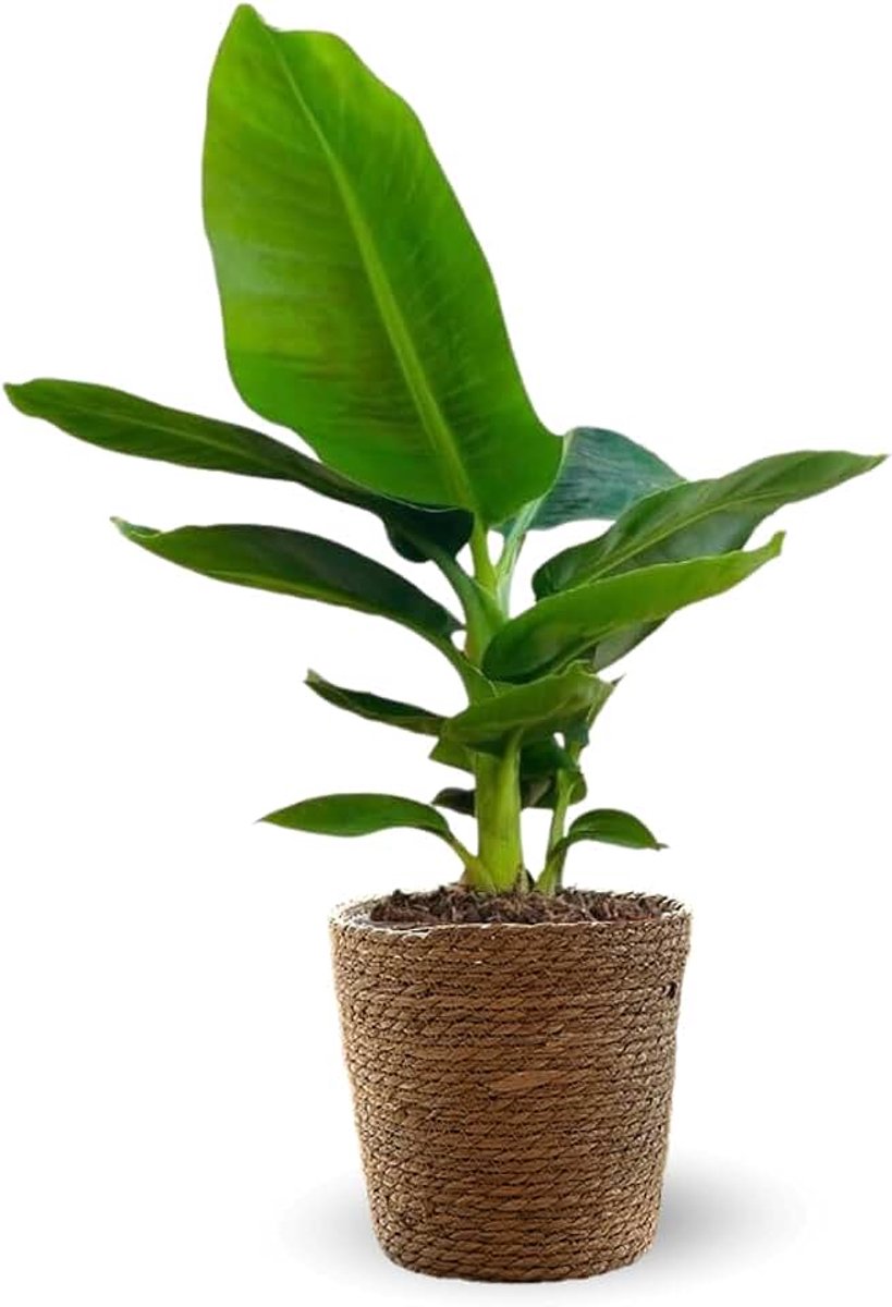 Jardin - Bananenboom musa met zeegras mand - kamer- en buitenplant - 30-40 cm - ø 14 cm - luchtreiniger