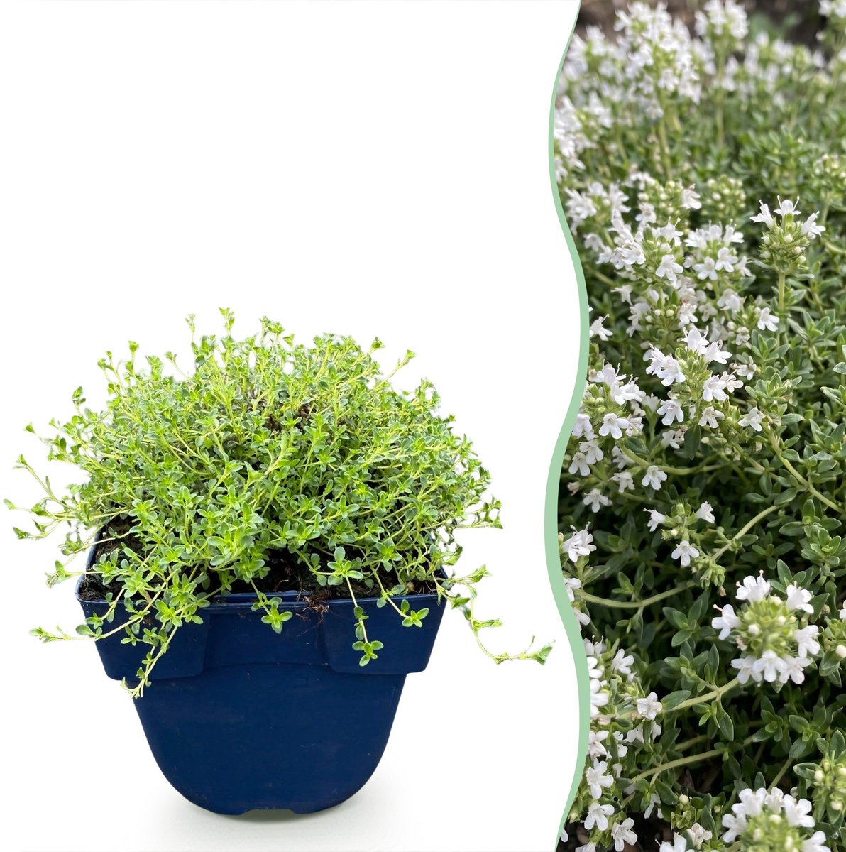 Plantenboetiek.nl | Thymus praecox Albiflorus - Witte kruiptijm - Geurend - Wit - Ø11cm - 15-25cm hoog - Tuinplant