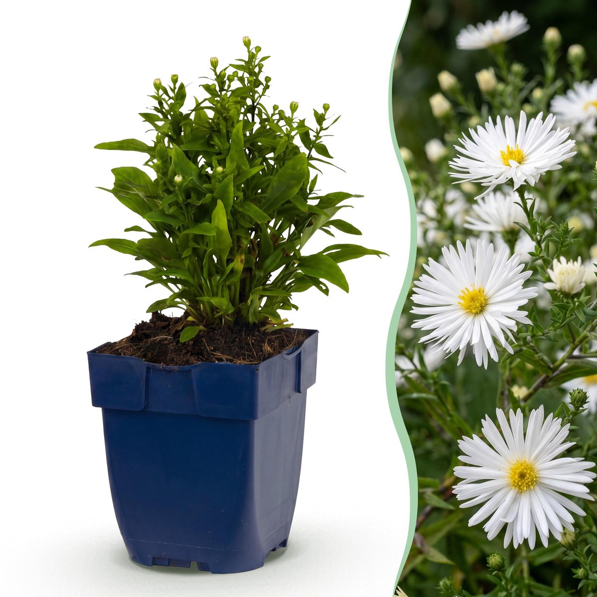 Plantenboetiek.nl | Aster (D) Schneekissen - Zeeaster - Bijen en Vlinderlokkers - Wit - 12 Planten - Ø11cm - 15-25cm hoog - Tuinplant