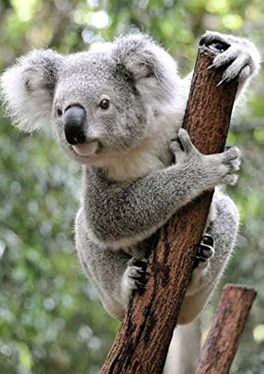 5D Diamond Painting Kit Full Drill Koala Painting with Diamonds Embroidery Cross Stitch Adult Arts and Crafts Canvas Supply for Home Wall Decor Adults and Kids Mosaic Pictures 30X40CM