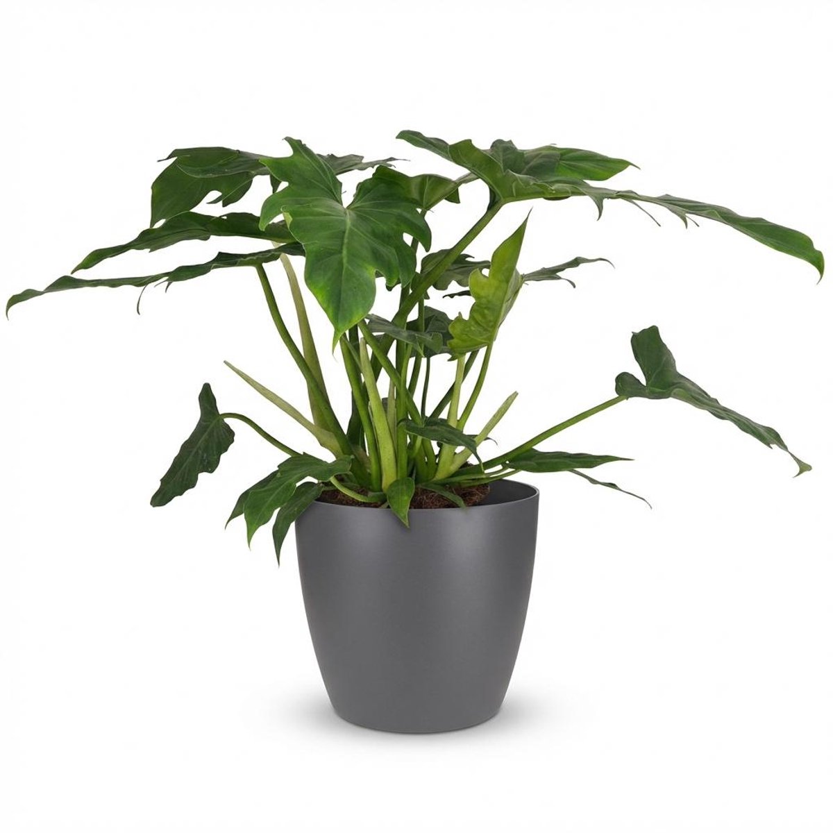 Plantenboetiek.nl | Philodendron - Philodendron Lacerum - Groen - Weinig onderhoud - met Potter Grijs - Ø19cm - 55-65cm hoog - Kamerplant - Groenblijvend