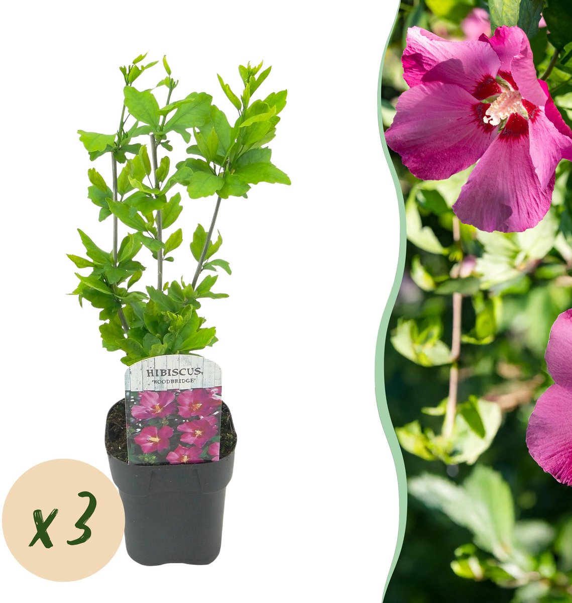 Plantenboetiek.nl | Hibiscus syriacus Woodbridge - Tuin Hibiscus - Winterhard - Roze - 3 Planten - Ø17cm - 35-45cm hoog - Tuinplant
