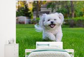 Behang - Fotobehang Een Shih Tzu hond loopt door het groene gras - Breedte 325 cm x hoogte 260 cm