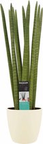 Hellogreen Kamerplant - Vrouwentong - Sansevieria Cylindrica Straight - 70 cm - Elho Brussels Soap