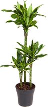Kamerplant van Botanicly – Drakenboom – Hoogte: 85 cm – Dracaena Golden Coast