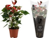 Kamerplant van Botanicly – Flamingoplant – Hoogte: 40 cm – Anthurium diamond red